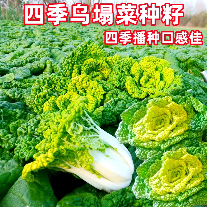 四季高钙黄心乌塌菜种子耐寒耐热青菜白菜菊花菜籽黄金乌蔬菜种子