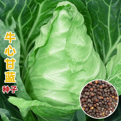 牛心甘蓝种子包心菜卷心菜种子青菜种子阳台蔬菜种植家庭蔬菜种子