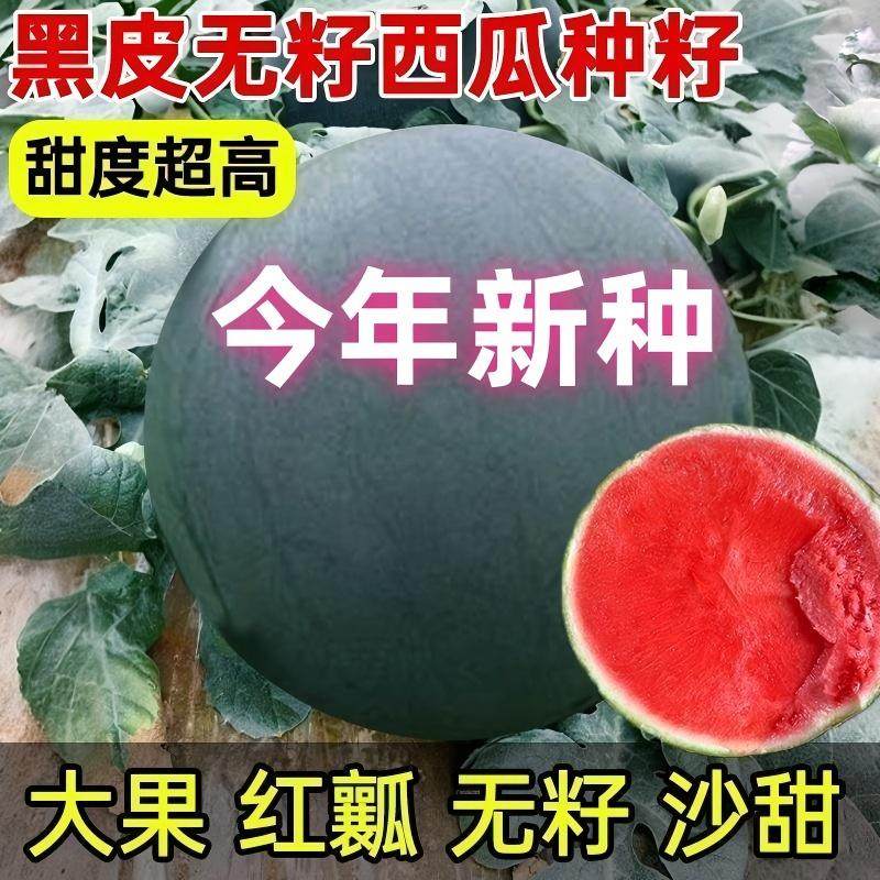 黑皮无籽西瓜种子超甜薄皮西瓜红瓤高产庭院水果种子春夏四季蔬菜