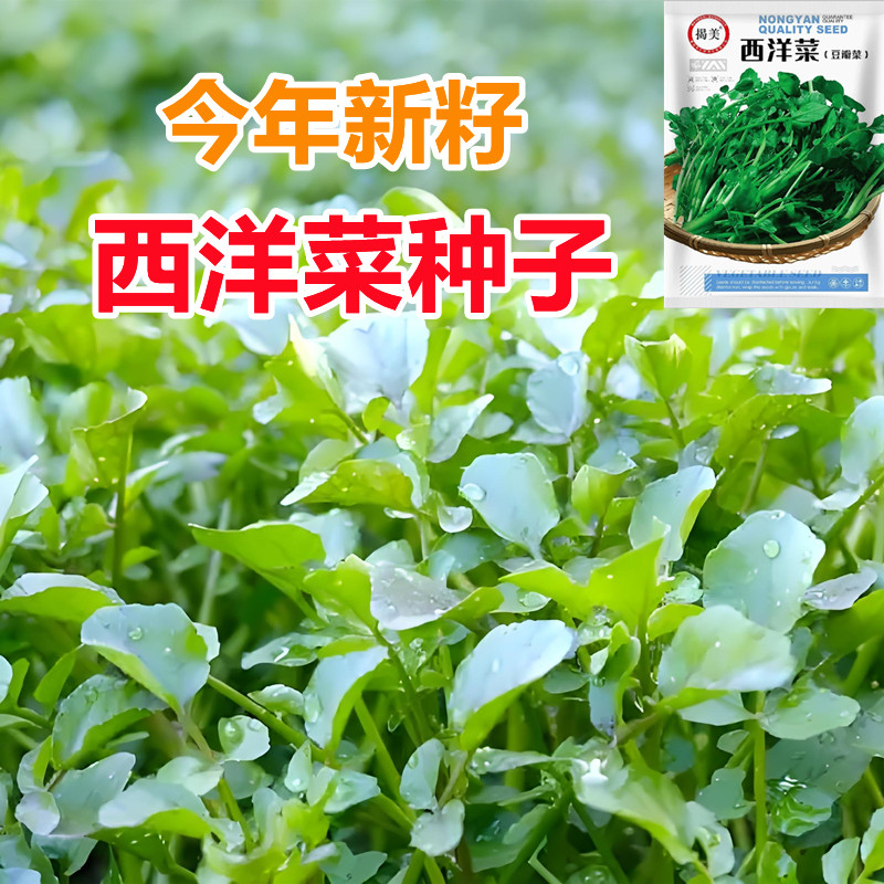 西洋菜种子豆瓣菜种籽水芥菜种子四季种植水生蔬菜籽庭院阳台种籽