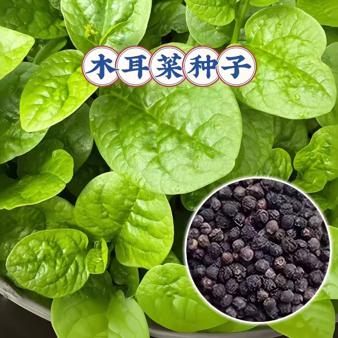 【大叶木耳菜种子】耐热落葵家庭阳台庭院种植易栽易活蔬菜种子
