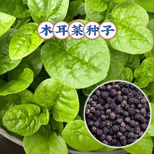 【大叶木耳菜种子】耐热落葵家庭阳台庭院种植易栽易活蔬菜种子