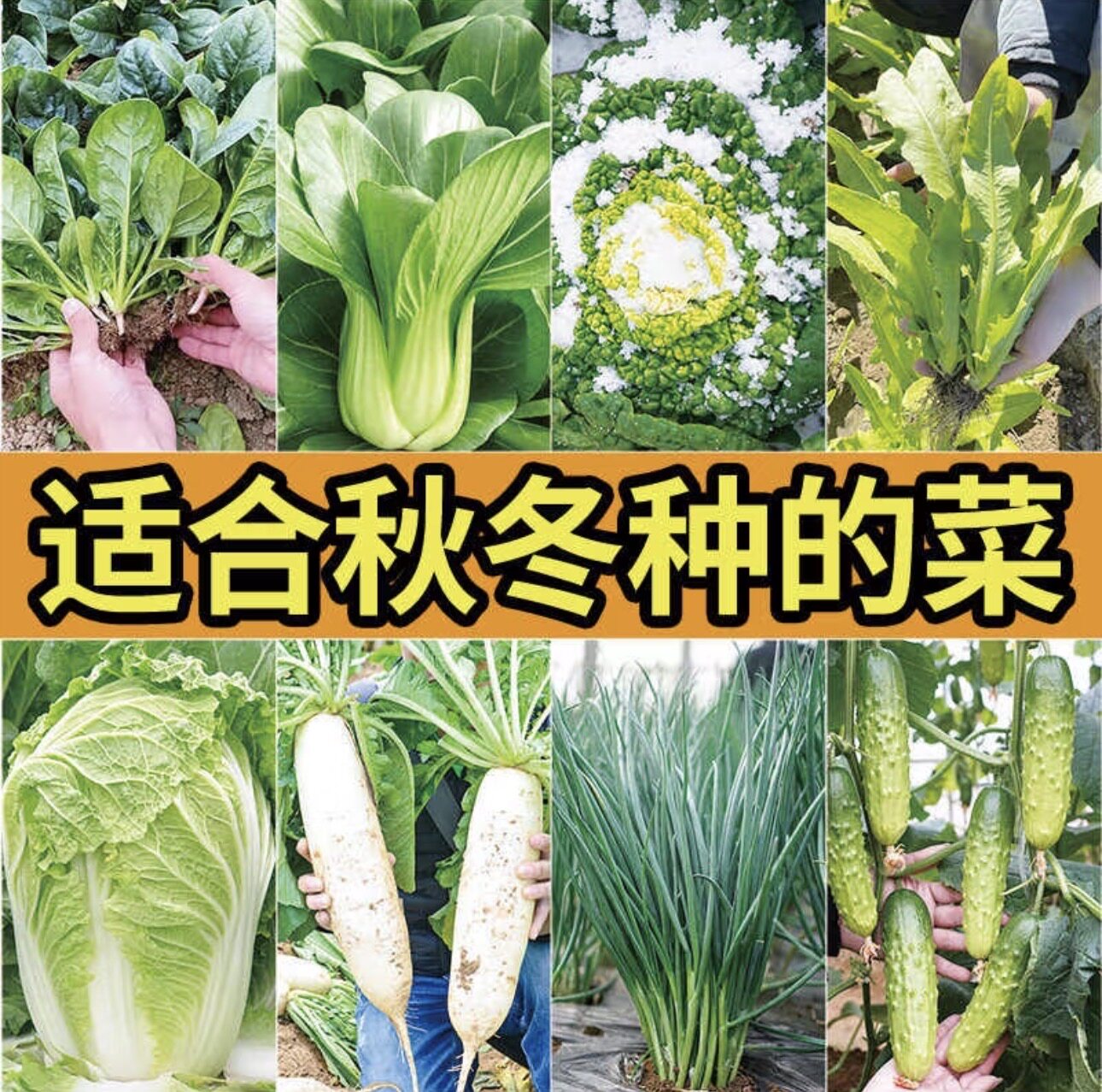四季蔬菜种子大全家庭菜园盆栽