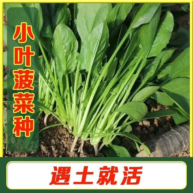 小尖叶本地土菠菜种子小叶菠菜种子四季种地道农家老品种蔬菜种子