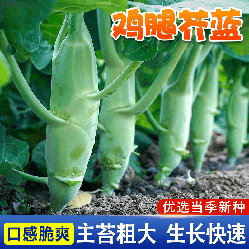 甜脆四季粗条小院盆栽阳台菜园