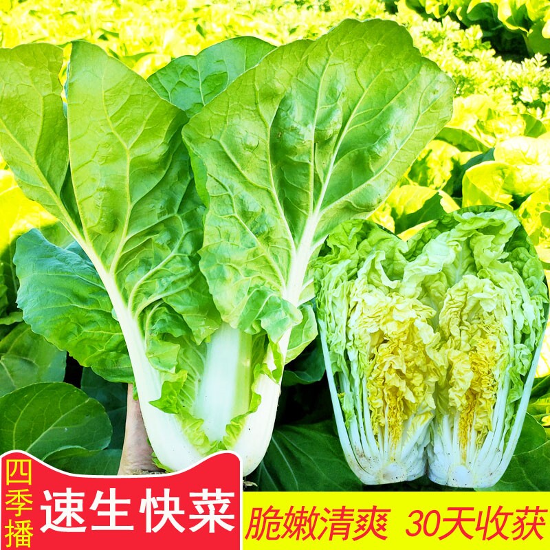 奶油快菜种子四季小白菜种籽青菜速生脆嫩春秋季盆栽农家蔬菜种子
