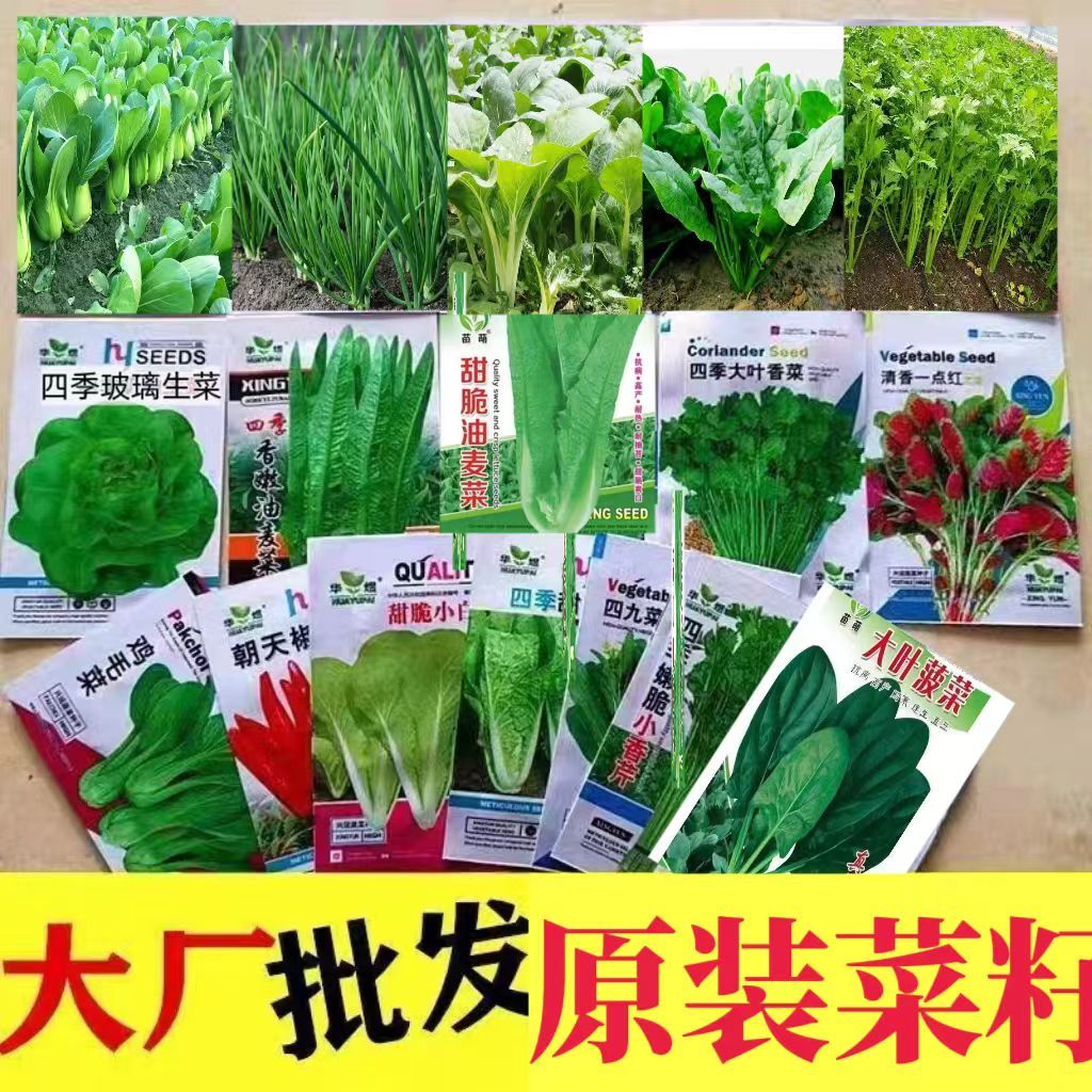 12种菜籽组合装蔬菜种子大全室内阳台四季蔬菜子生菜黄瓜萝卜耐热图片