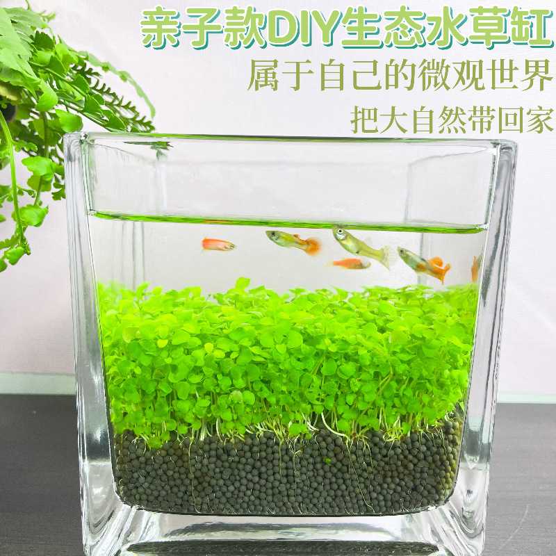 鱼缸水草种子微景观水草泥创意桌面盆栽水培植物玻璃瓶水造景对叶
