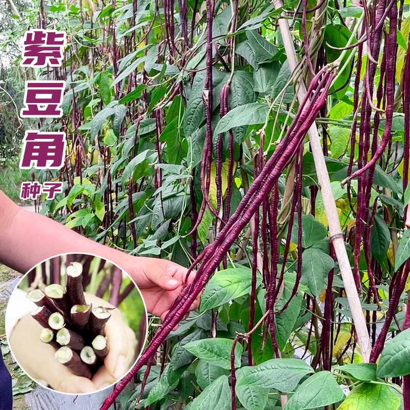 八月乌紫豆角种子耐热春秋红荚豆种子四季阳台盆栽农家蔬菜种子