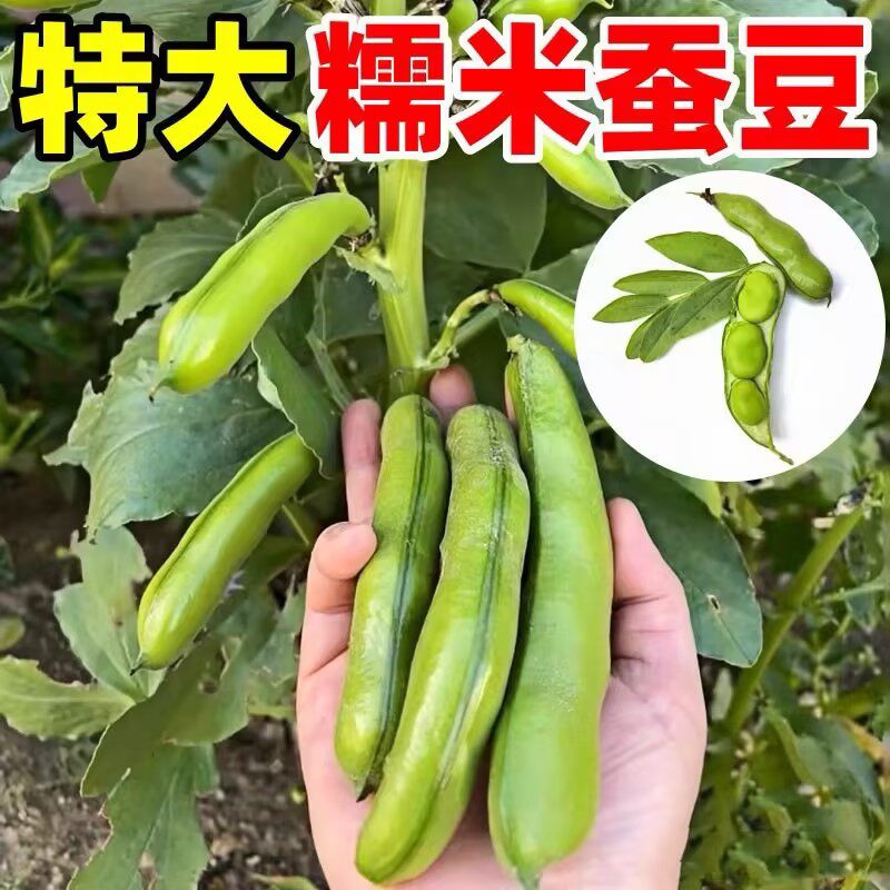 蚕豆种子七星特大蚕豆巨大号罗汉豆种子秋冬季播种早熟耐寒胡豆籽
