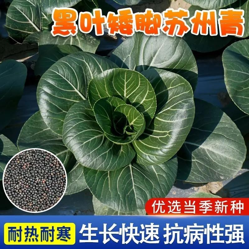 黑大头苏州青种子矮脚青梗菜耐热耐寒阳台四季盆栽蔬菜农用物资
