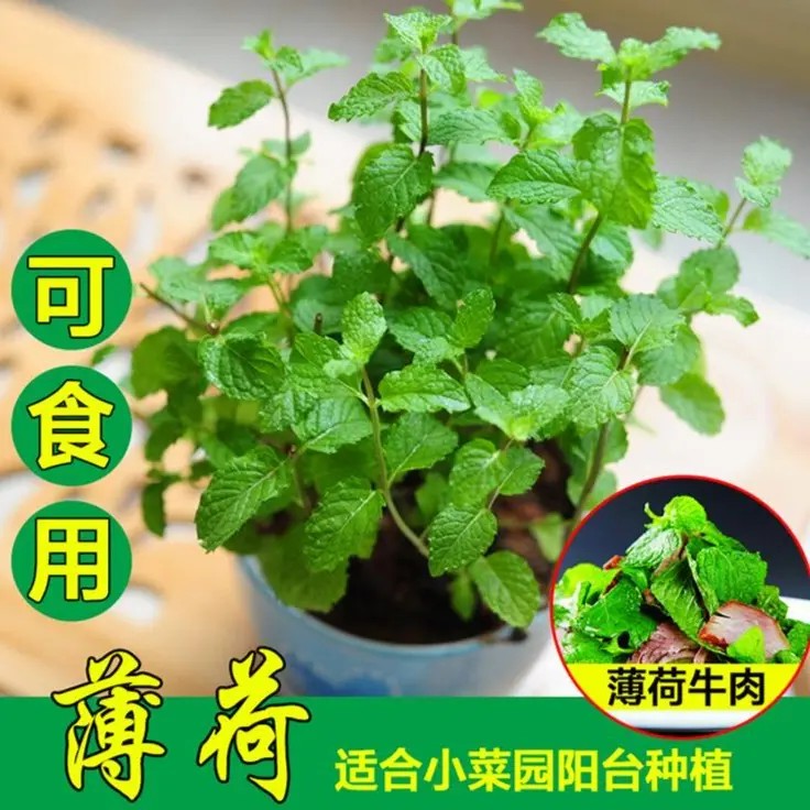可食用薄荷种子可调味室内驱蚊阳台盆栽地栽庭院花坛种子春播种