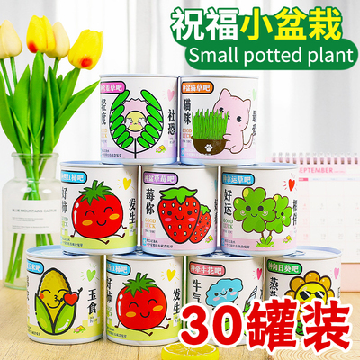 种植罐头小盆栽种子盲盒义卖小商品小学生奖励礼品儿童生日伴手礼