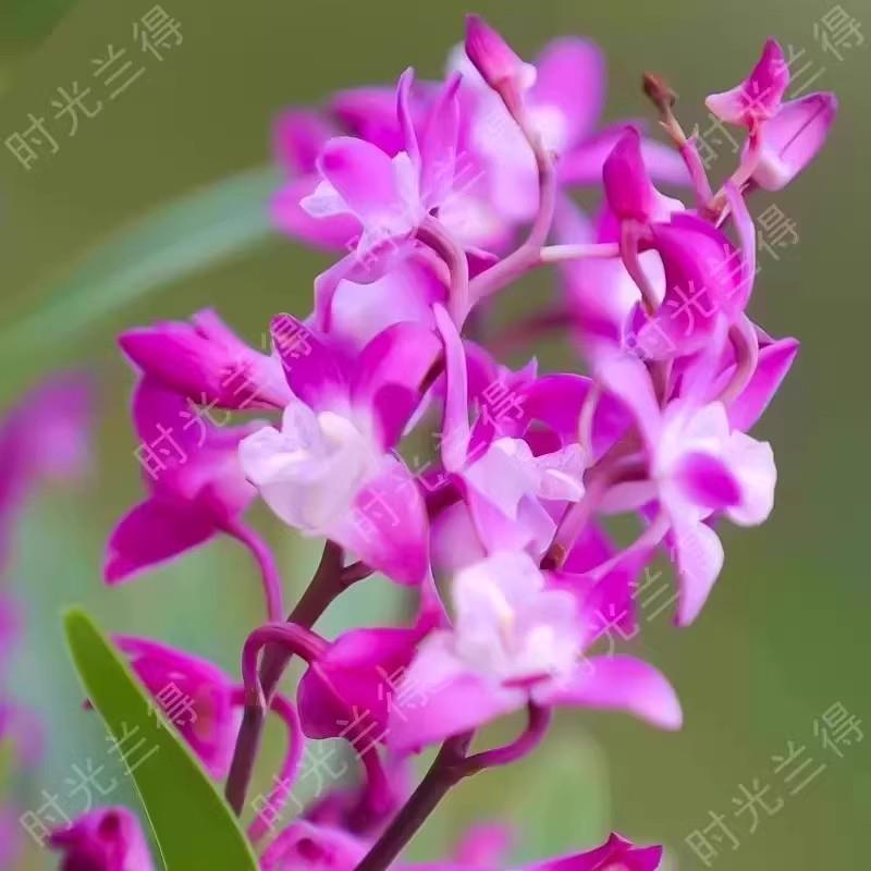 下减5无品牌/0】带红芽七单彩香水【石斛兰精品立澳洲石斛水培盆