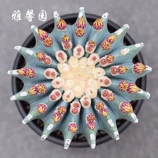 无刺王冠龙实生仙人球室内盆栽高端花卉多肉植物仙人掌品种大全