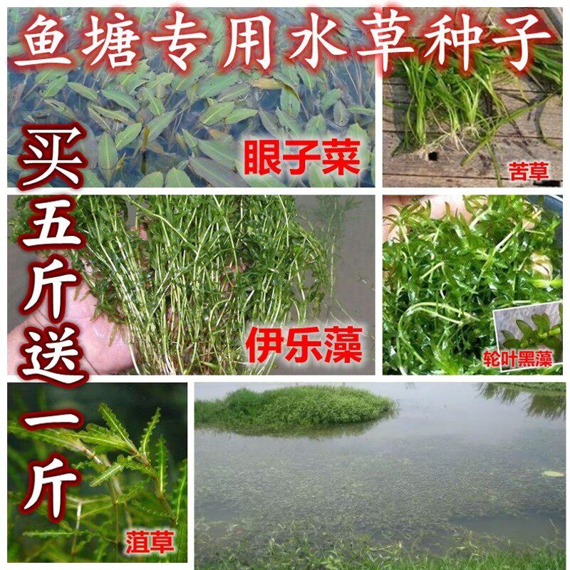 水草种子伊乐藻轮叶黑藻养鱼虾草籽种子四季净化水质的鱼塘水草孑