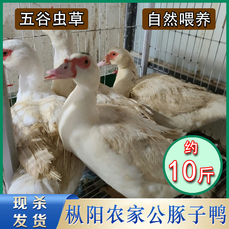安徽铜陵枞阳特产现杀农家散养新鲜整只公豚子鸭番鸭土鸭子10斤