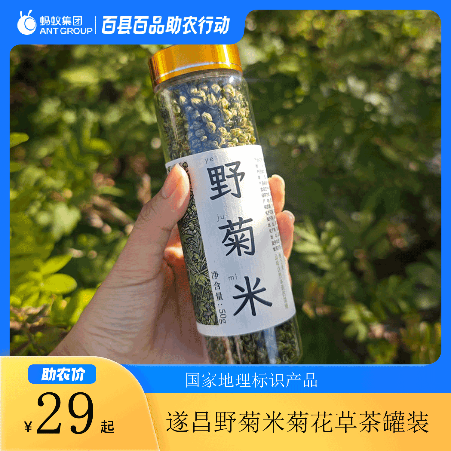 2025遂昌野菊米菊花草茶罐装菊米
