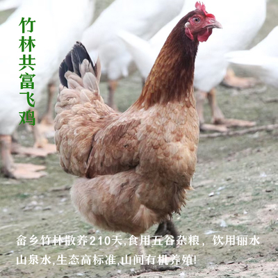 散养鸡仔鸡公走地鸡新鲜现杀