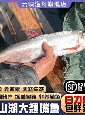 顺丰微山湖生态大翘嘴鱼新鲜现杀