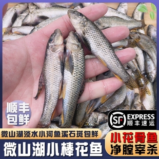 微山湖生态棒花鱼新鲜活鱼现杀花骨鱼溪石斑小麦穗鱼小河鱼小杂鱼