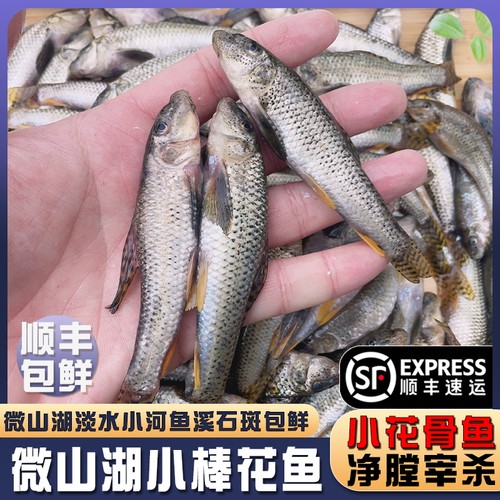 微山湖小棒花鱼新鲜小河鱼小杂鱼
