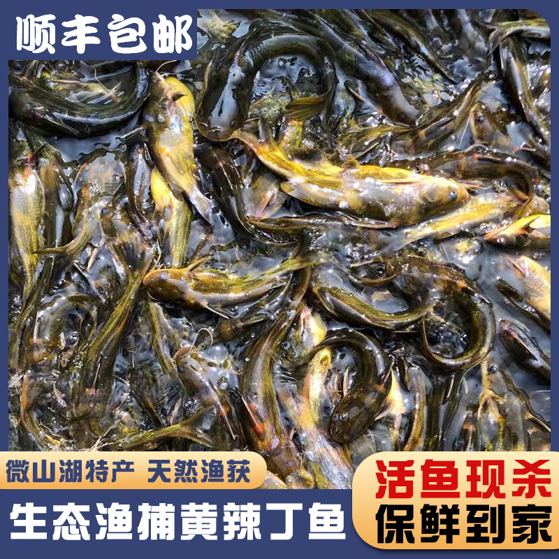 微山湖生态黄辣丁黄骨鱼顺丰发货