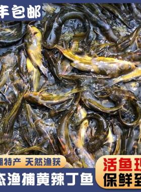 微山湖生态黄辣丁黄骨鱼顺丰发货