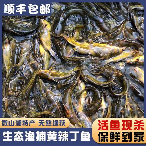 微山湖生态黄辣丁黄骨鱼顺丰发货
