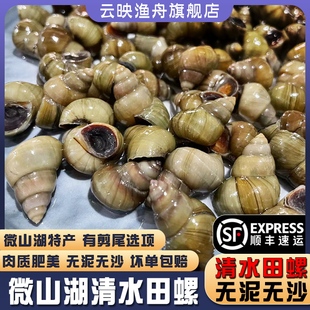 清水田螺新鲜活体包活的大石螺可剪尾螺蛳粉螺丝肉无泥沙商用顺丰