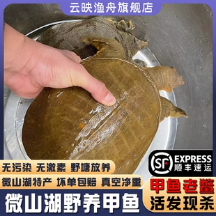 微山湖野外放养生态鲜活甲鱼公2斤团鱼王八5年1kg鳖水生活体老鳖