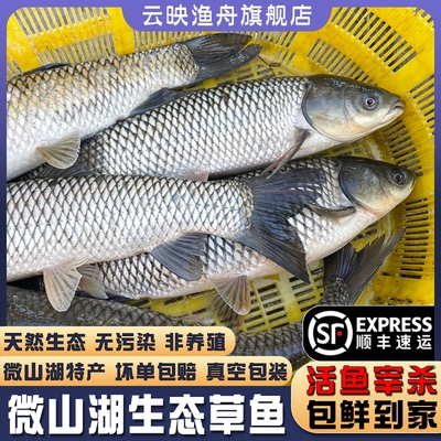 微山湖新鲜草鱼生态非养殖发顺丰