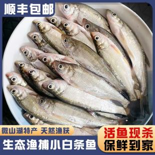 顺丰小白条鱼新鲜活鱼现杀餐条鱼刁子鱼淡水小河鱼杂鱼翘嘴鱼商用