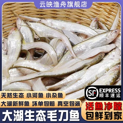 微山湖新鲜毛刀鱼新鲜现杀发顺丰