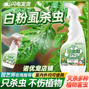 去白粉虱诱捕驱虫预防药去除消灭粉剂粉虱杀虫花卉植物一扫防驱光