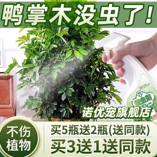 鹅掌藤杀虫剂鸭掌木病虫鸭掌树驱虫药鸭脚木除虫蚧壳虫柴长虫介壳