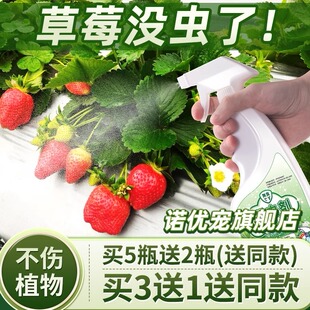 草莓苗虫害去虫杀虫剂防治生虫子喷药小飞虫灭小黑飞青虫用药专用