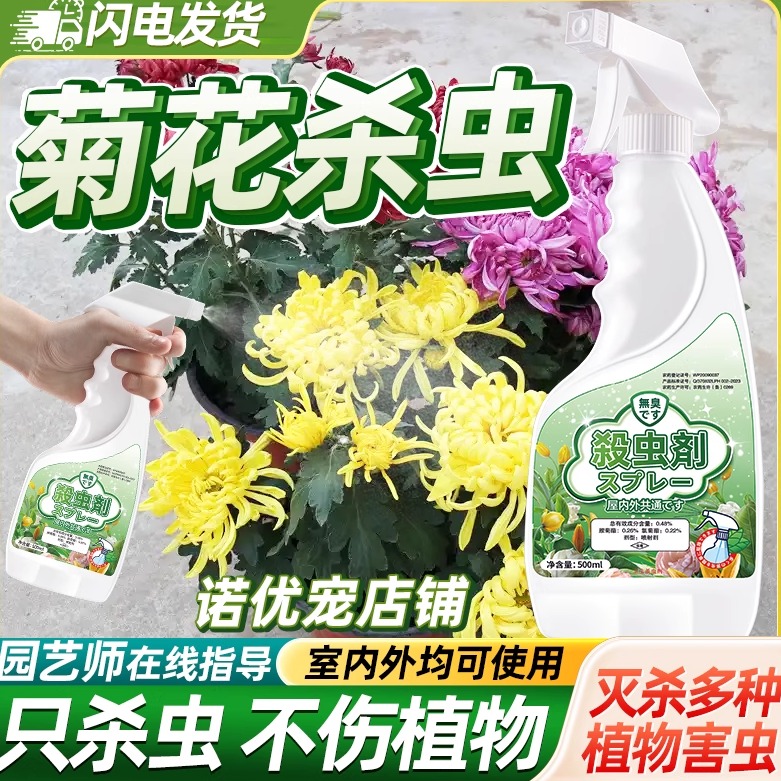 菊花杀虫剂去除害虫灭杀虫子