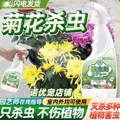 菊花杀虫剂去除害虫灭杀虫子