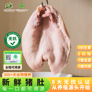 山野云陵无抗鲜猪肚新鲜半成品冷冻免洗去油猪肚子内脏肚尖生鲜