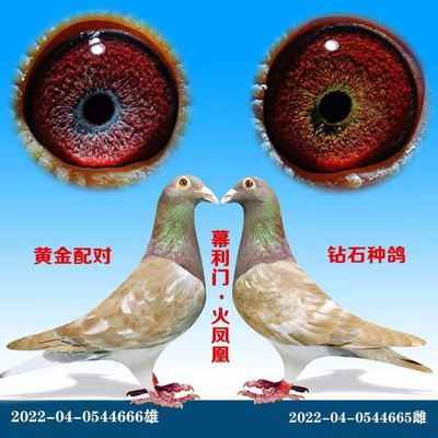 詹森鸽子大鼻子信鸽公棚活的吴淞