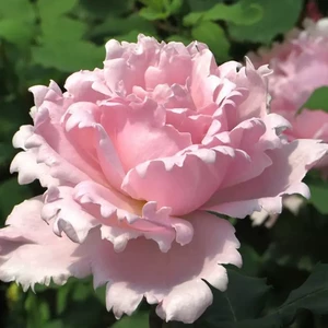 [新品超大花 索菲罗莎 月季花淡粉色 四季开花浓香长势好抗病强]