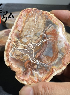 天然木化石切片树化玉原石切片风景石景观奇石茶杯垫底座家居摆件