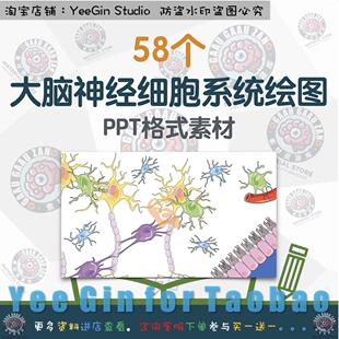 神经学细胞系统绘图PPT素材大脑截面副交感皮层脊髓脑动脉脑干