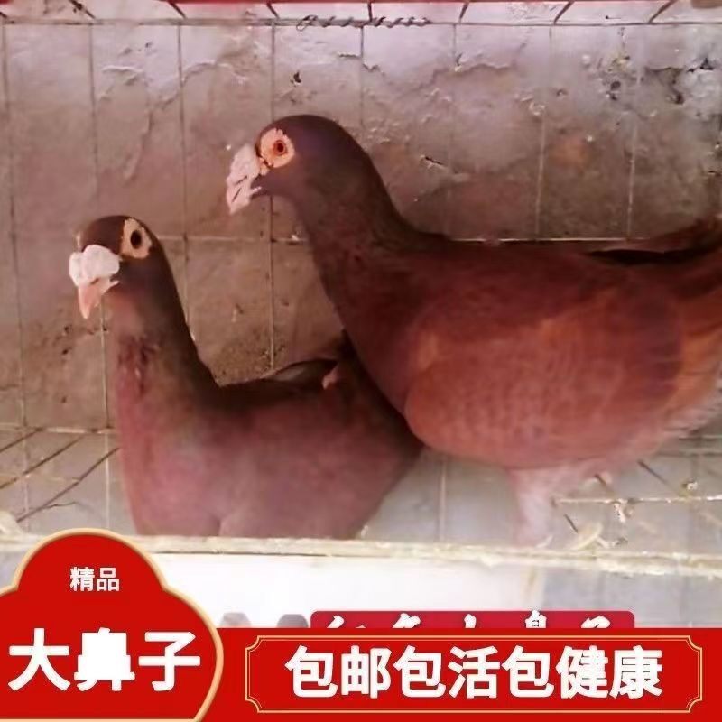 红大鼻子种鸽农家黑平头观赏鸽子