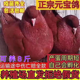 观赏大体正宗巨型纯种元宝鸽子活公母一对种鸽肉鸽宠物包下蛋包邮