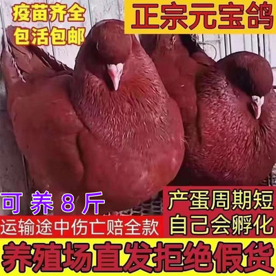 正宗巨型纯种元宝鸽子活公母一对观赏大体种鸽肉鸽宠物包邮包下蛋