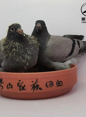 202鸽子成绩赛鸽种鸽信鸽活一对