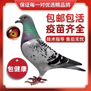 鸽子活体信鸽赛鸽精致观赏鸽原生态庭院散养一对詹森血统鸽