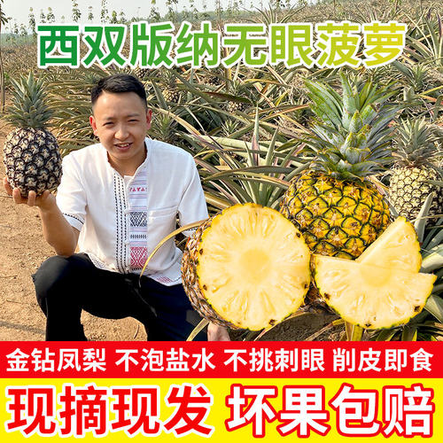 西双版纳无眼香水菠萝当季现摘